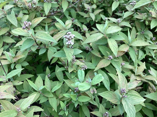 Struiken - deutzia gracillis (x60) - afbeelding 1 van  3