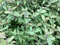 Struiken - deutzia gracillis (x60) - afbeelding 1 van  3