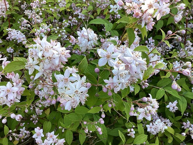 Struiken - deutzia gracillis (x60) - afbeelding 2 van  3