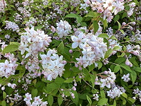 Struiken - deutzia gracillis (x60) - afbeelding 2 van  3
