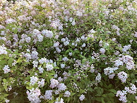 Struiken - deutzia gracillis (x60) - afbeelding 3 van  3