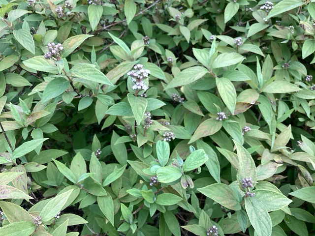 Struiken - deutzia gracillis (x60) - afbeelding 1 van  4