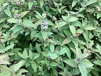 Struiken - deutzia gracillis (x60)