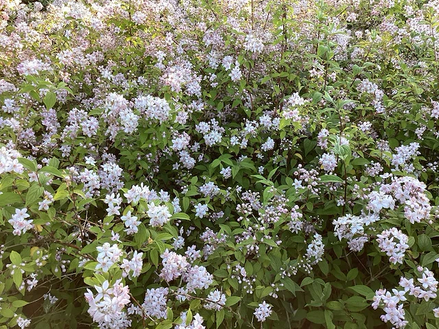 Struiken - deutzia gracillis (x60) - afbeelding 4 van  4
