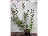 Struiken - eleagnus (x20) - afbeelding 2 van  2