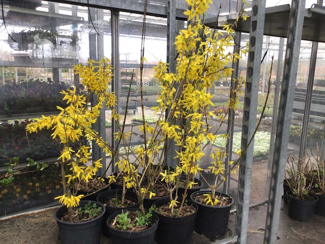 Struiken - forsythia (x60) - afbeelding 1 van  2