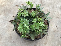 Struiken - helleboris (6) - afbeelding 1 van  3