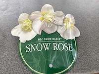 Struiken - helleboris (6) - afbeelding 3 van  3