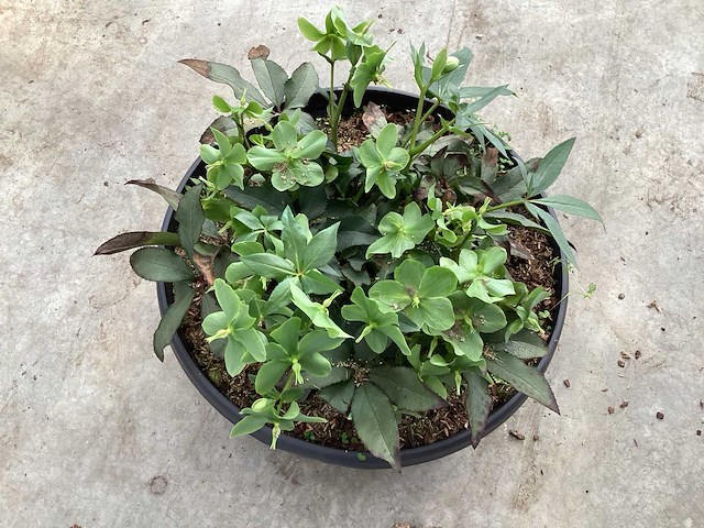 Struiken - helleboris (6) - afbeelding 1 van  3