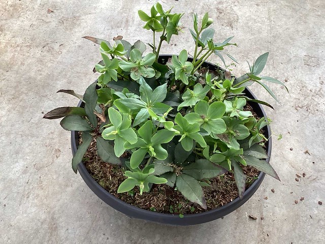 Struiken - helleboris (6) - afbeelding 2 van  3