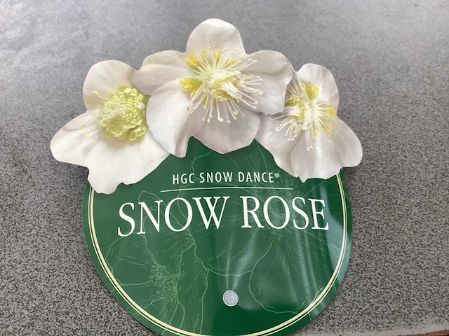 Struiken - helleboris (6) - afbeelding 3 van  3