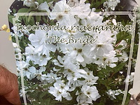 Struiken - hibiscus (x8) , exochorda(6),aronia(8) - afbeelding 4 van  8