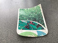 Struiken - hibiscus (x8) , exochorda(6),aronia(8) - afbeelding 8 van  8