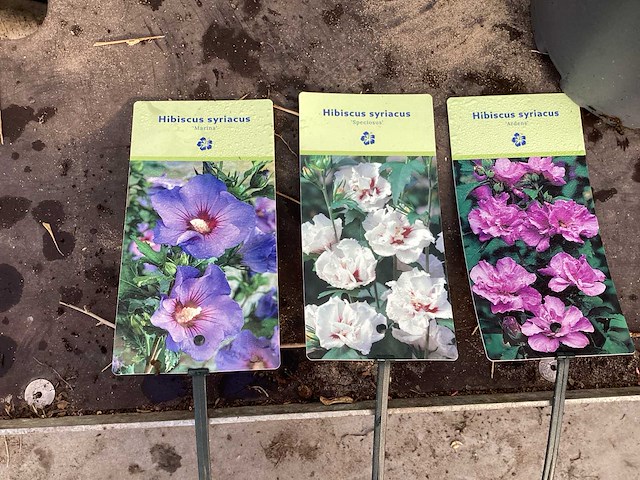 Struiken - hibiscus (x8) , exochorda(6),aronia(8) - afbeelding 1 van  8