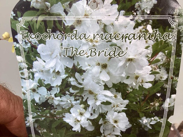 Struiken - hibiscus (x8) , exochorda(6),aronia(8) - afbeelding 4 van  8