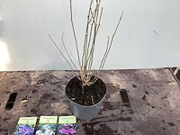 Struiken - hibiscus (x8) , exochorda(6),aronia(8) - afbeelding 2 van  5