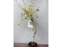 Struiken - hibiscus (x8) , exochorda(6),aronia(8) - afbeelding 4 van  5