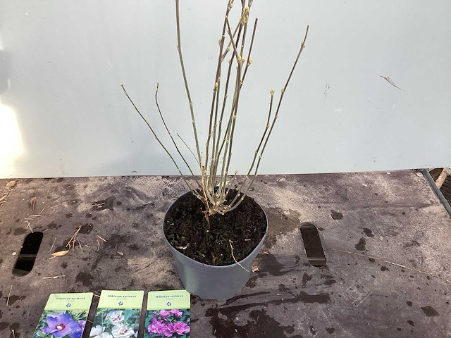 Struiken - hibiscus (x8) , exochorda(6),aronia(8) - afbeelding 2 van  8
