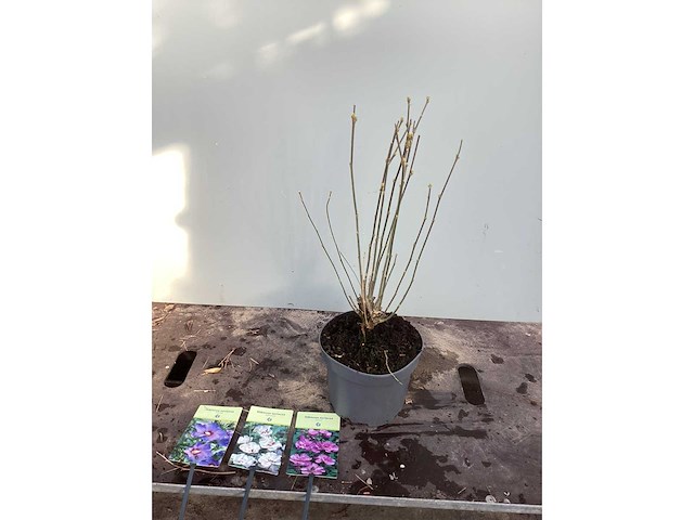 Struiken - hibiscus (x8) , exochorda(6),aronia(8) - afbeelding 3 van  8
