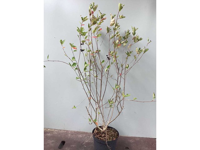 Struiken - hibiscus (x8) , exochorda(6),aronia(8) - afbeelding 4 van  8