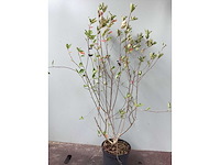 Struiken - hibiscus (x8) , exochorda(6),aronia(8) - afbeelding 4 van  8