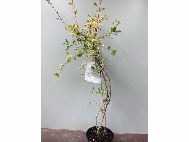 Struiken - hibiscus (x8) , exochorda(6),aronia(8) - afbeelding 5 van  8