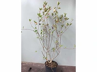 Struiken - hibiscus (x8) , exochorda(6),aronia(8) - afbeelding 6 van  8
