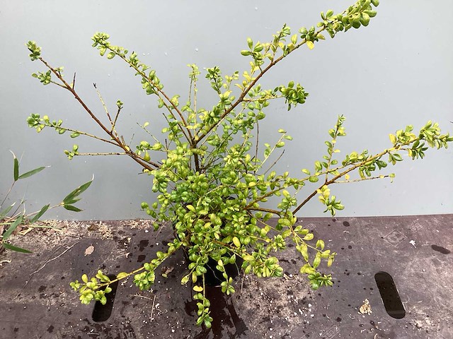 Struiken - ilex (x100) - afbeelding 1 van  2