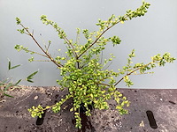 Struiken - ilex (x100) - afbeelding 1 van  1