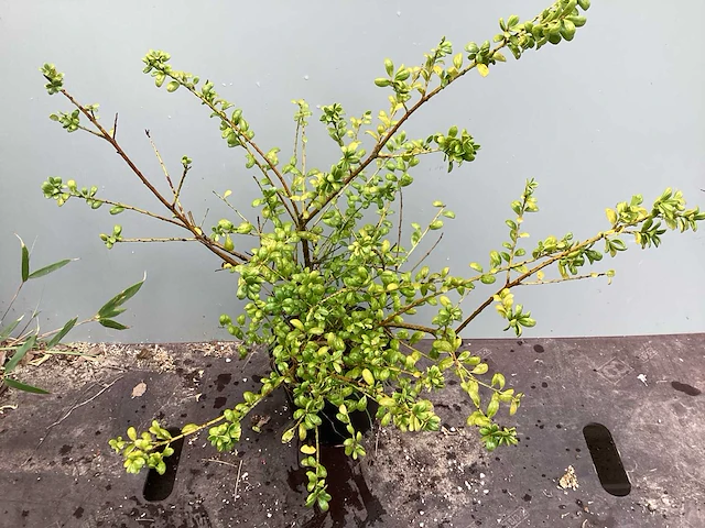 Struiken - ilex (x100) - afbeelding 1 van  2