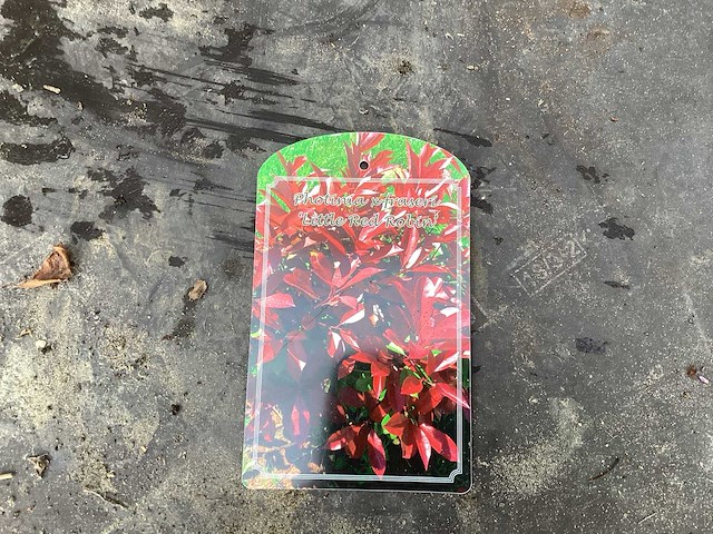 Struiken - photinia (x70) - afbeelding 1 van  5