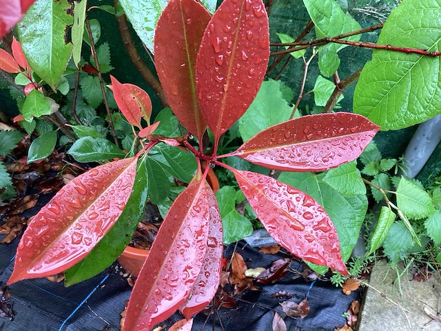 Struiken - photinia (x70) - afbeelding 4 van  5