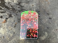 Struiken - photinia (x70) - afbeelding 1 van  5