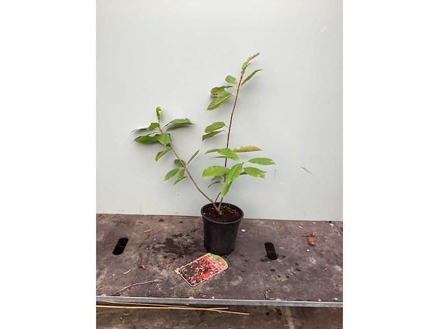Struiken - photinia (x70) - afbeelding 2 van  3