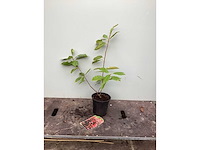 Struiken - photinia (x70) - afbeelding 2 van  3