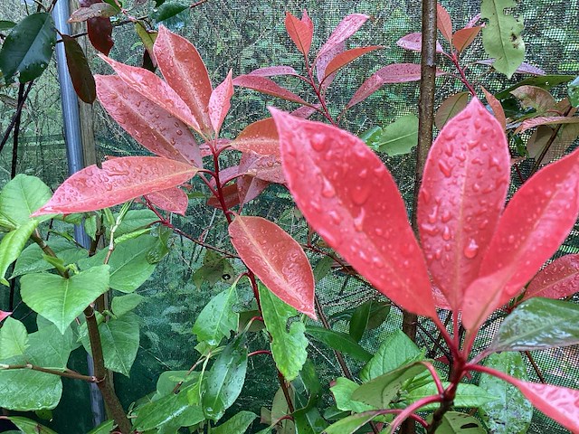 Struiken - photinia (x70) - afbeelding 3 van  3