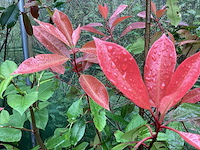 Struiken - photinia (x70) - afbeelding 3 van  3