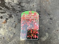 Struiken - photinia (x70)