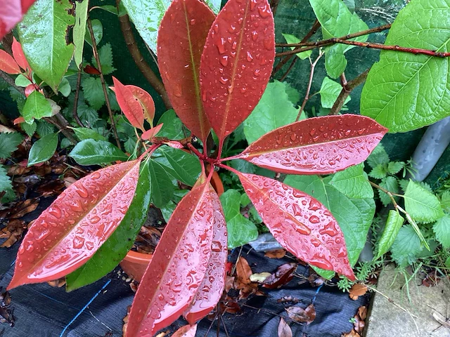 Struiken - photinia (x70) - afbeelding 4 van  5