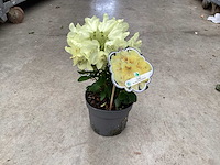 Struiken - rododendron (x25) - afbeelding 2 van  2