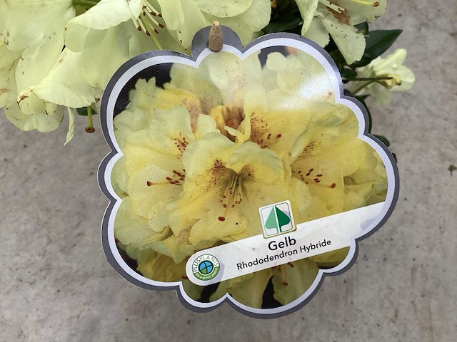 Struiken - rododendron (x25) - afbeelding 1 van  2