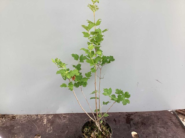 Struiken - viburnum opulus roseum (x50) - afbeelding 2 van  3