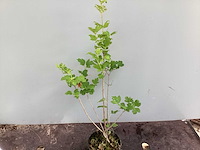 Struiken - viburnum opulus roseum (x50) - afbeelding 2 van  3