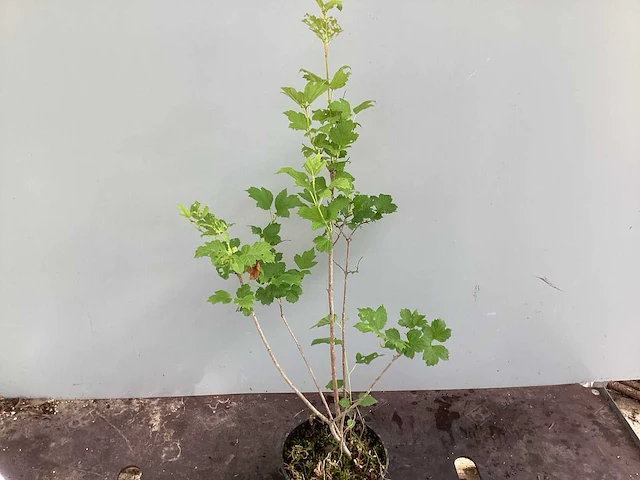 Struiken - viburnum opulus roseum (x50) - afbeelding 2 van  3