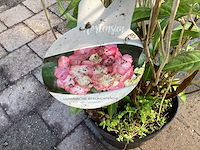 Struiken hortensia(20) - afbeelding 1 van  2