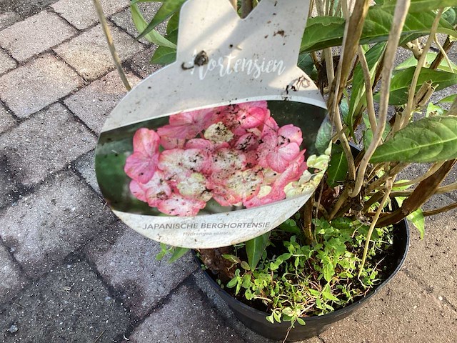 Struiken hortensia(40) - afbeelding 1 van  2