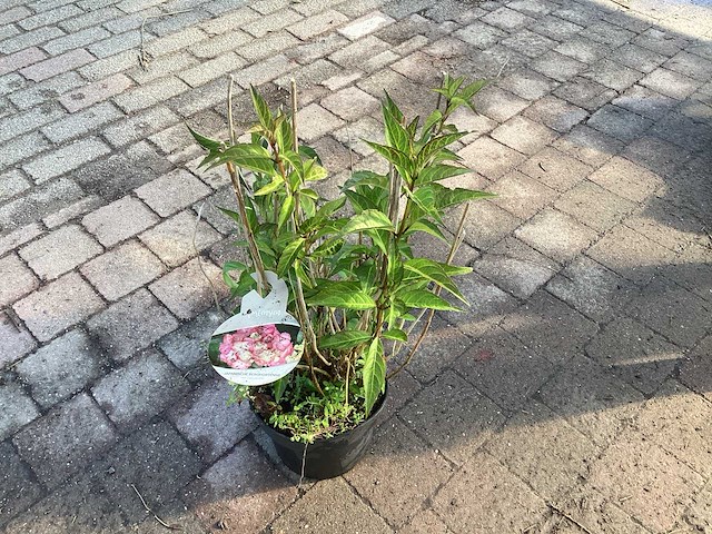 Struiken hortensia(40) - afbeelding 2 van  2