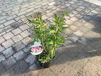 Struiken hortensia(40) - afbeelding 2 van  2