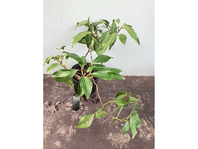 Struikklimop (50x) - afbeelding 2 van  2