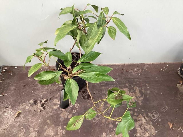 Struikklimop (50x) - afbeelding 1 van  2